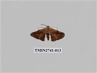 藏品(尺蛾297)的圖片